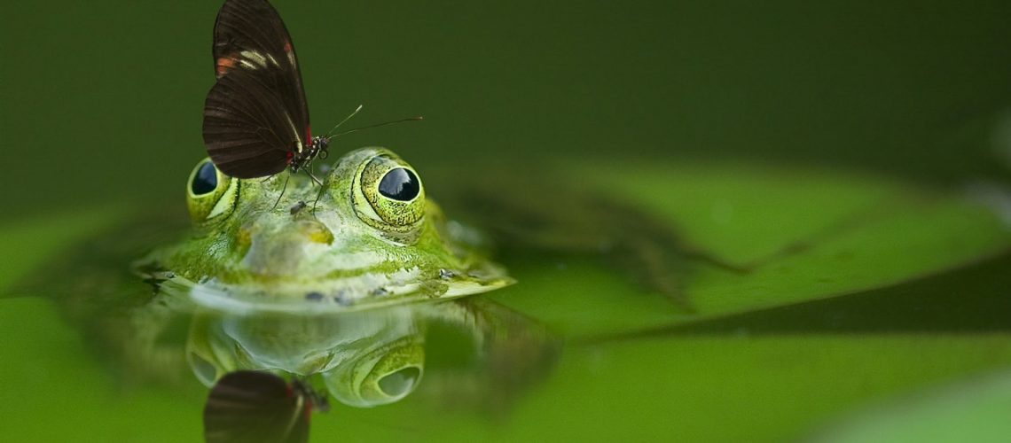 animal-butterfly-close-up-45863